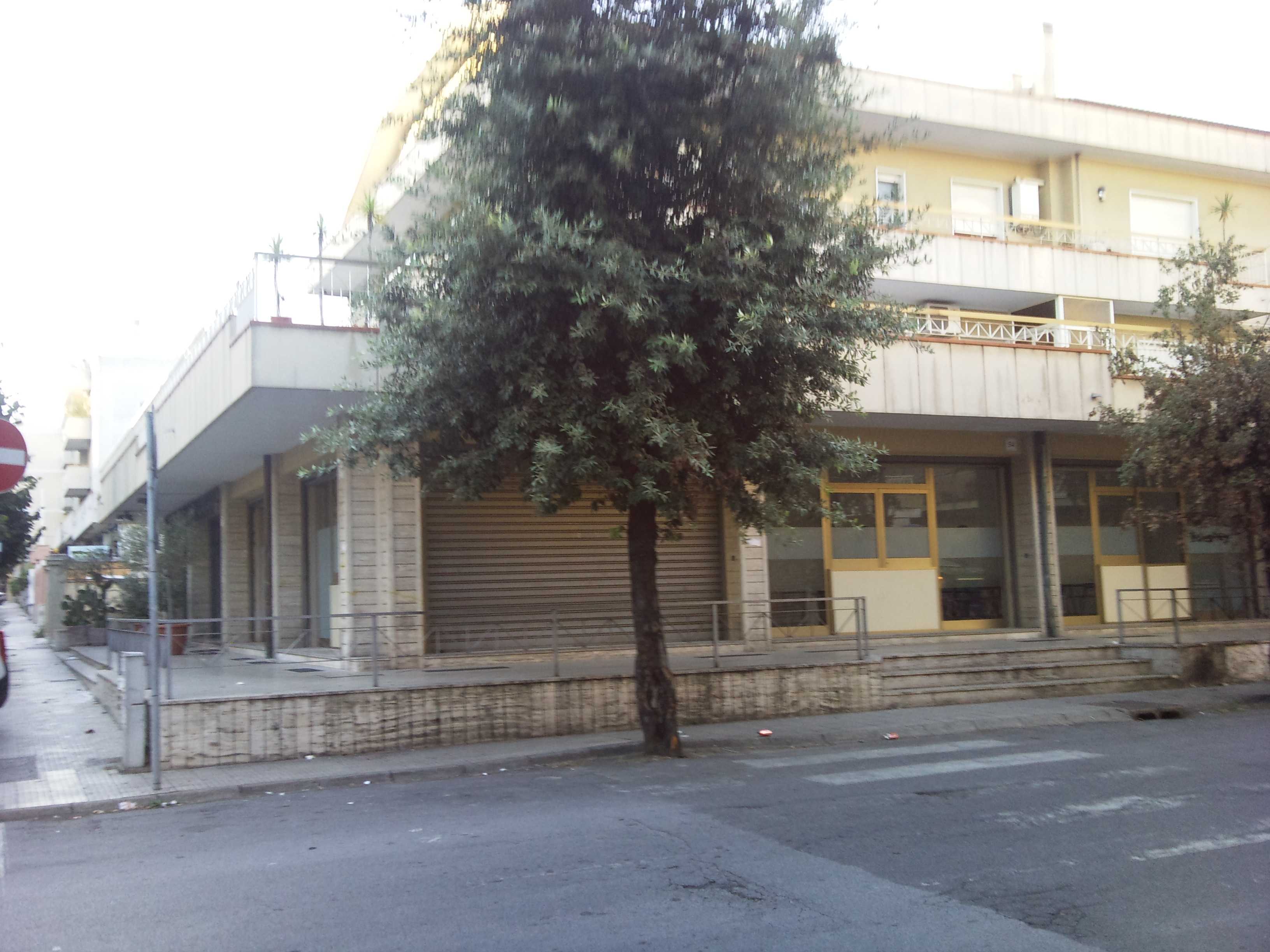plesso_girasole.jpg